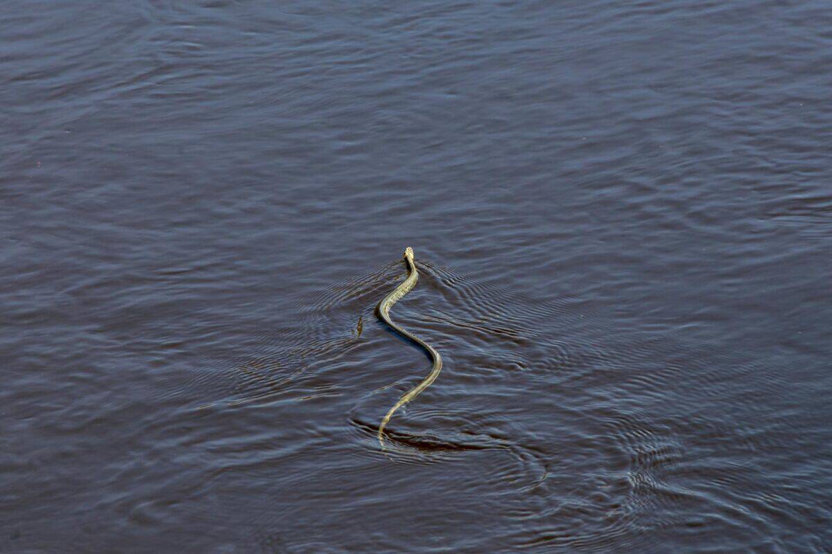 A snake gracefully swims across a tranquil water surface in Estonia, showcasing its natural beauty.