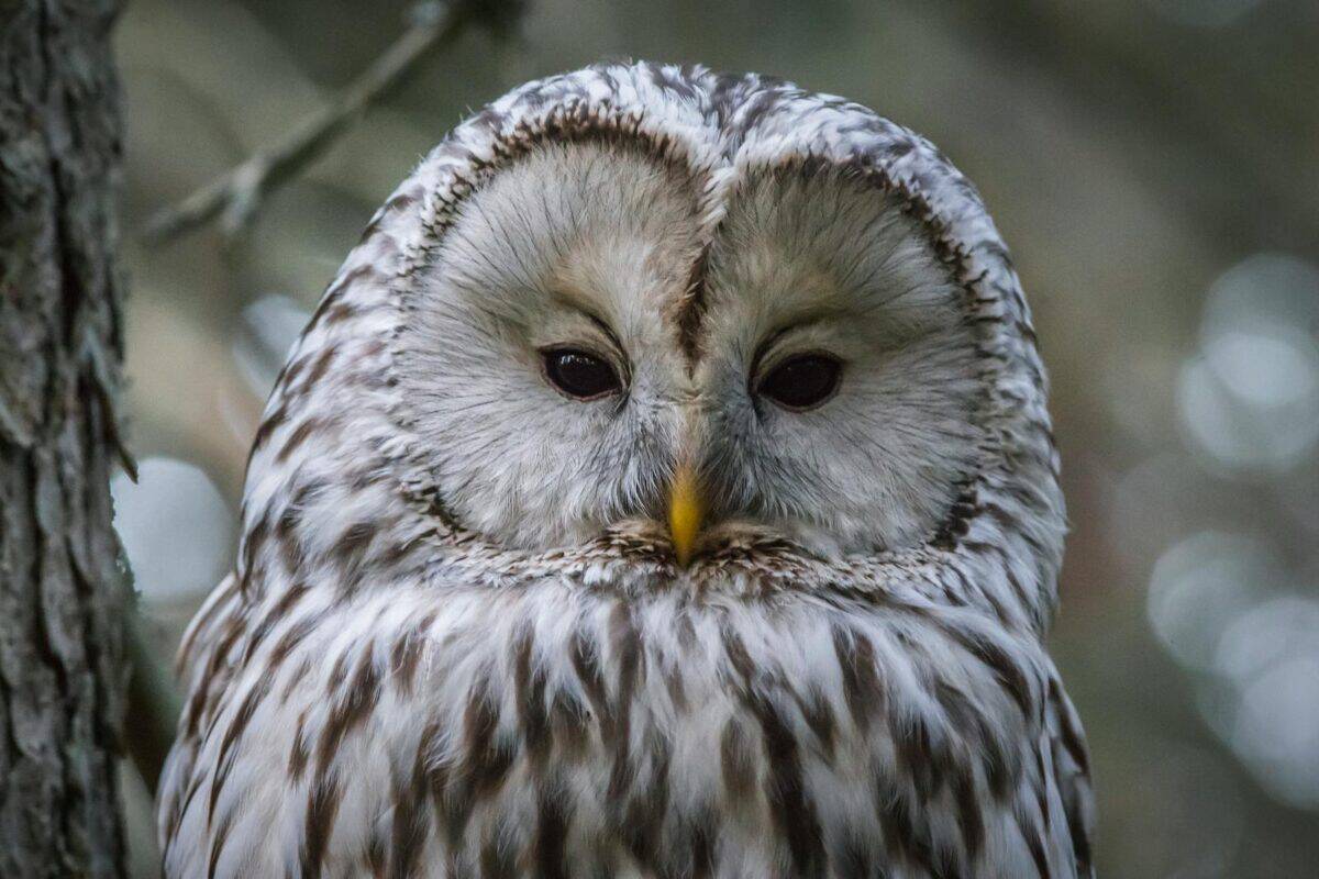 Detailed close-up portrait of a Ural Owl (Strix uralensis) in its natural habitat.