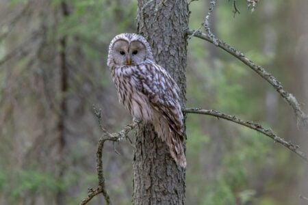 Can Owls Really Turn Their Heads All the Way Around? What Science Says
