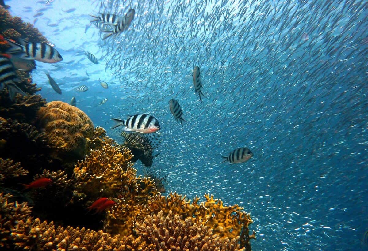 fish, underwater, corals, sea, ocean, coral reef, school of fish, school, diving, water, underwater world, reef, water creatures, fish, fish, fish, fish, fish, underwater, underwater, sea, ocean, nature, ocean, coral reef