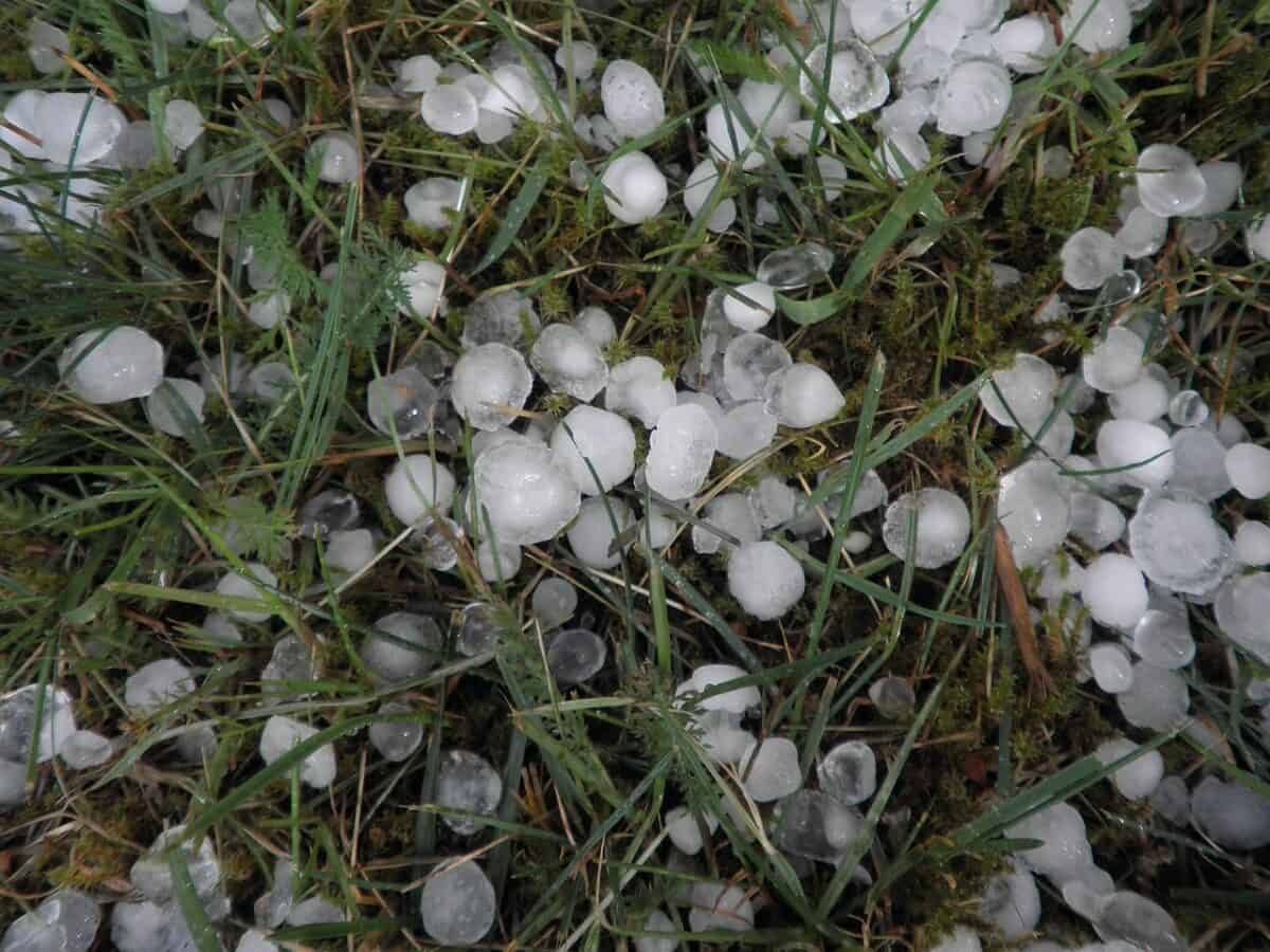 hail, hailstones, weather, storm, precipitation, grass, lawn, hail, hail, hail, hail, hail