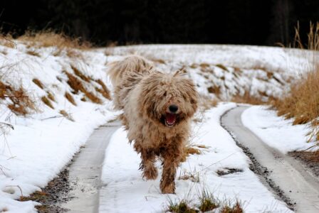11 Dog Breeds That Can Take On a Mountain Lion