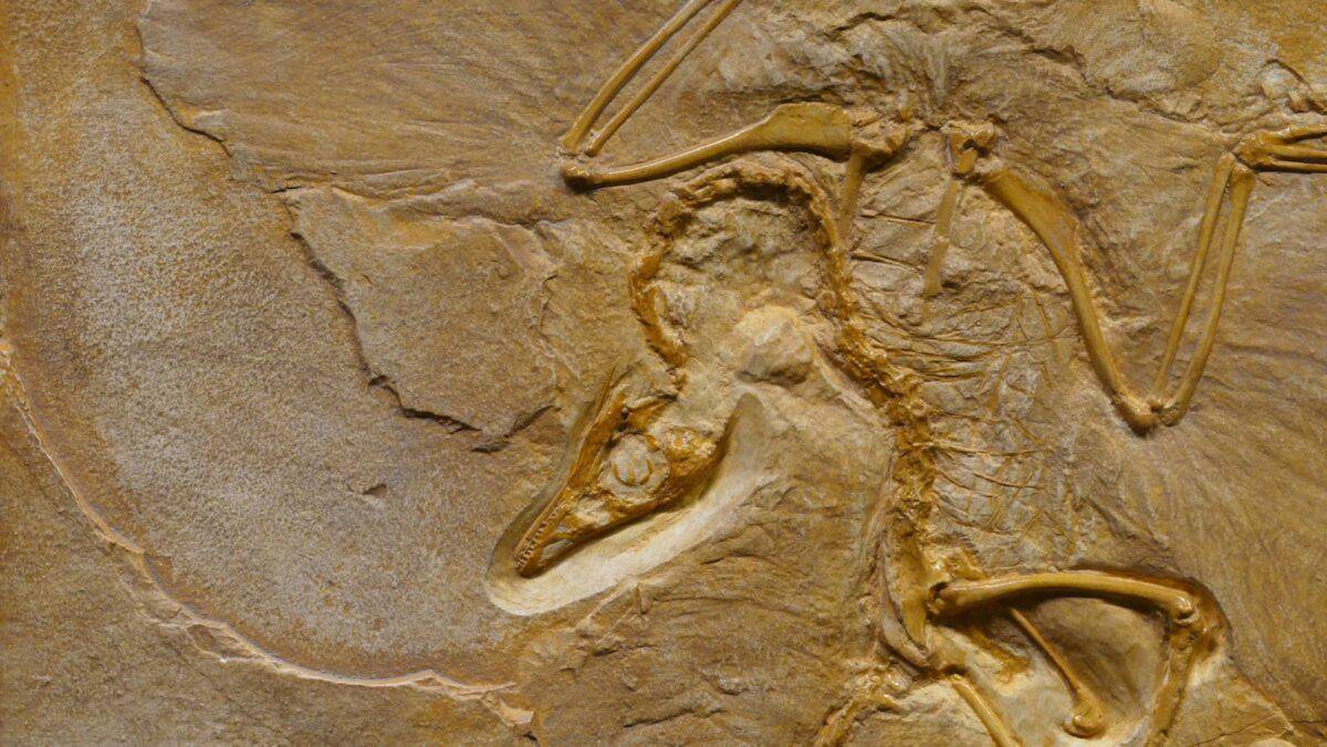 Close-up image of an Archaeopteryx fossil showcasing detailed bone structure.