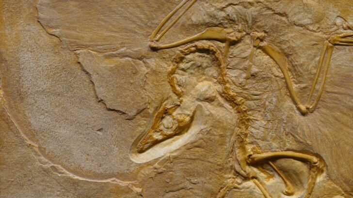 Scientists Just Found the Oldest Fossil Ever Unearthed in America