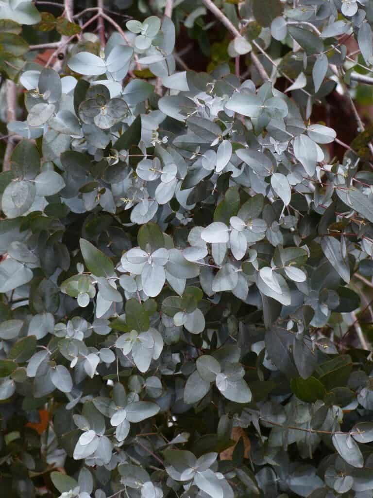 Eucalyptus Tree