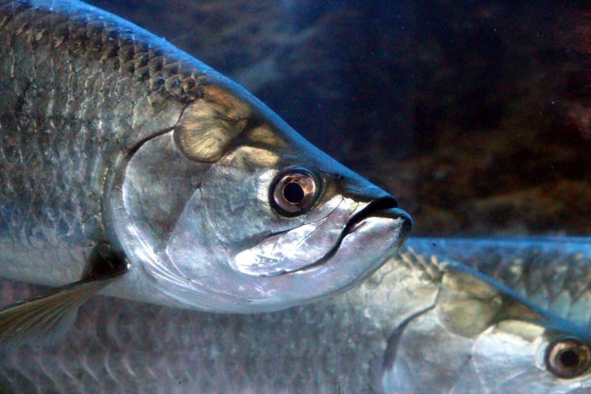 tarpon, megalops, fish, head, under the water, aquarium, sea fish, underwater, animal, eyes, to swim, nature, blue, silver, close-up, aquatic science, tarpon, tarpon, tarpon, tarpon, tarpon