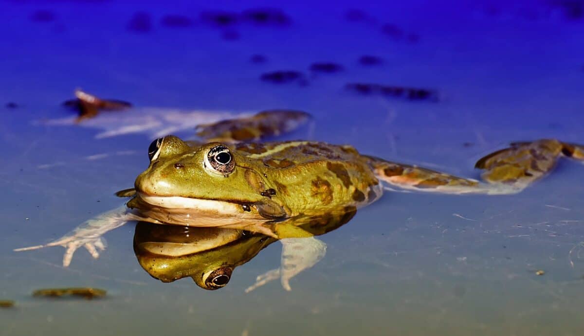 frog, pond, animal, water frog, pond frog, high, toad, water, frog, frog, frog, frog, frog, pond, toad, toad, toad, nature, toad, toad