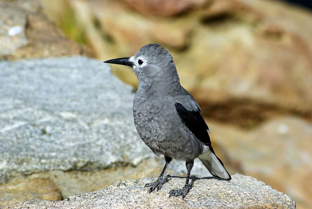 clark's nutcracker in colorado, bird, clark's, nutcracker, nature, colorado, perched, wall, rocky, mountain, national, park, wildlife, wild, animal, feathers, outdoors, avian, beak, feathered, stone, feather, bill, blue, wing