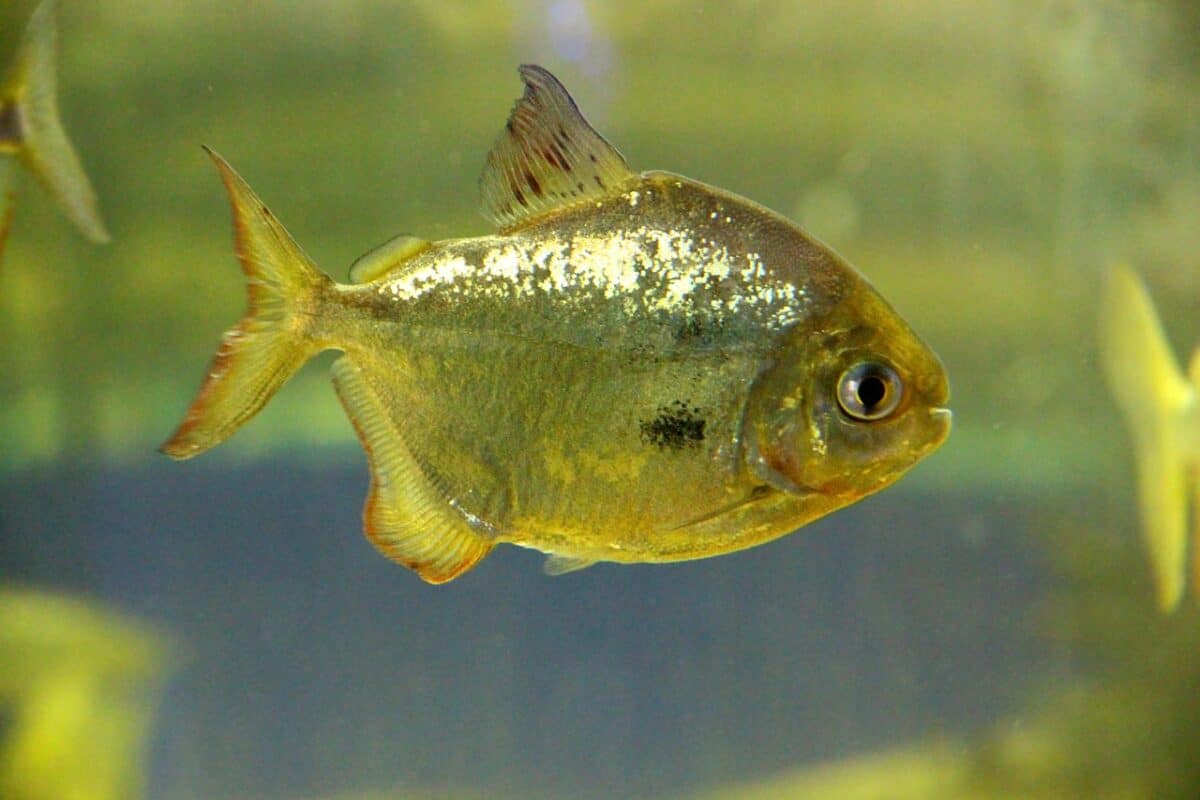 Young Piranha