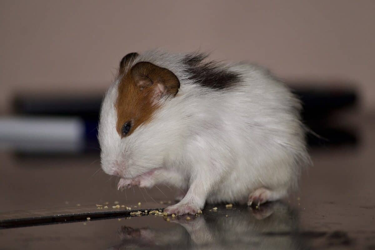 hamster, pet, eating, pets, rodent, hamster, hamster, hamster, hamster, hamster