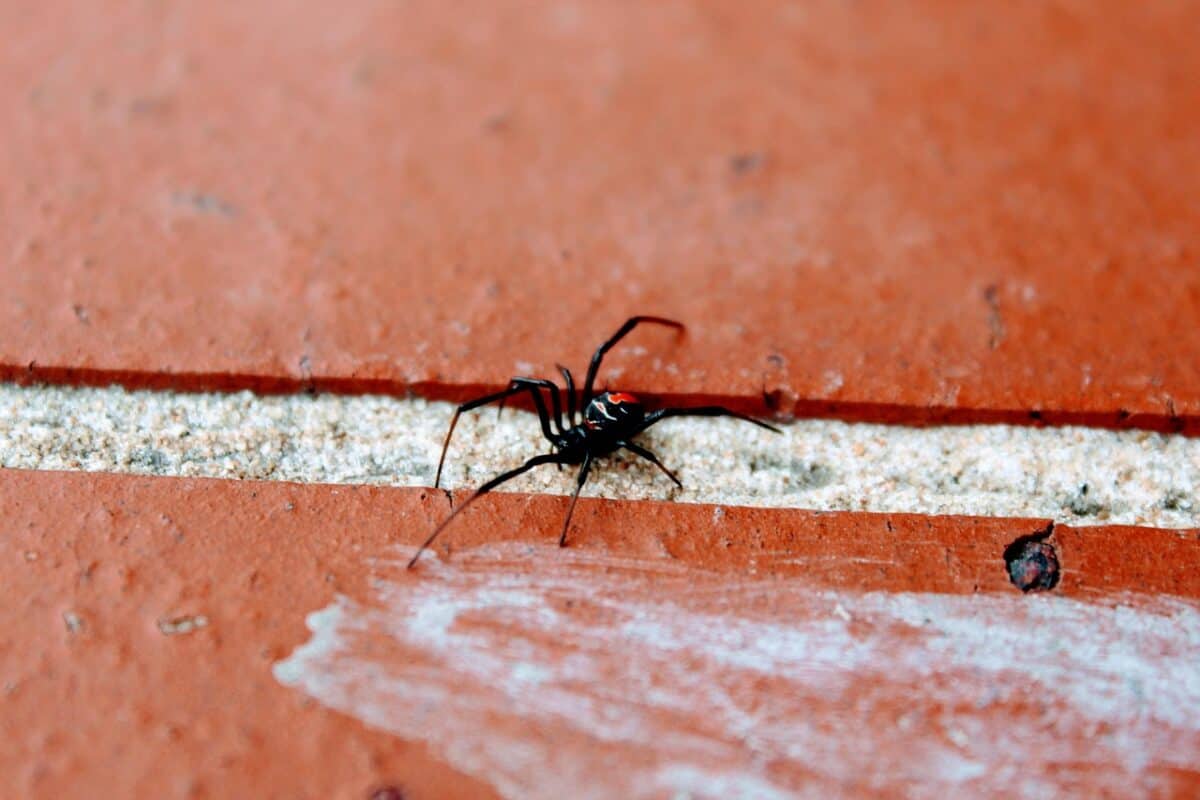 red-back, australia, nature, spider, brick, black widow, dangerous, animal, black widow, black widow, black widow, black widow, black widow