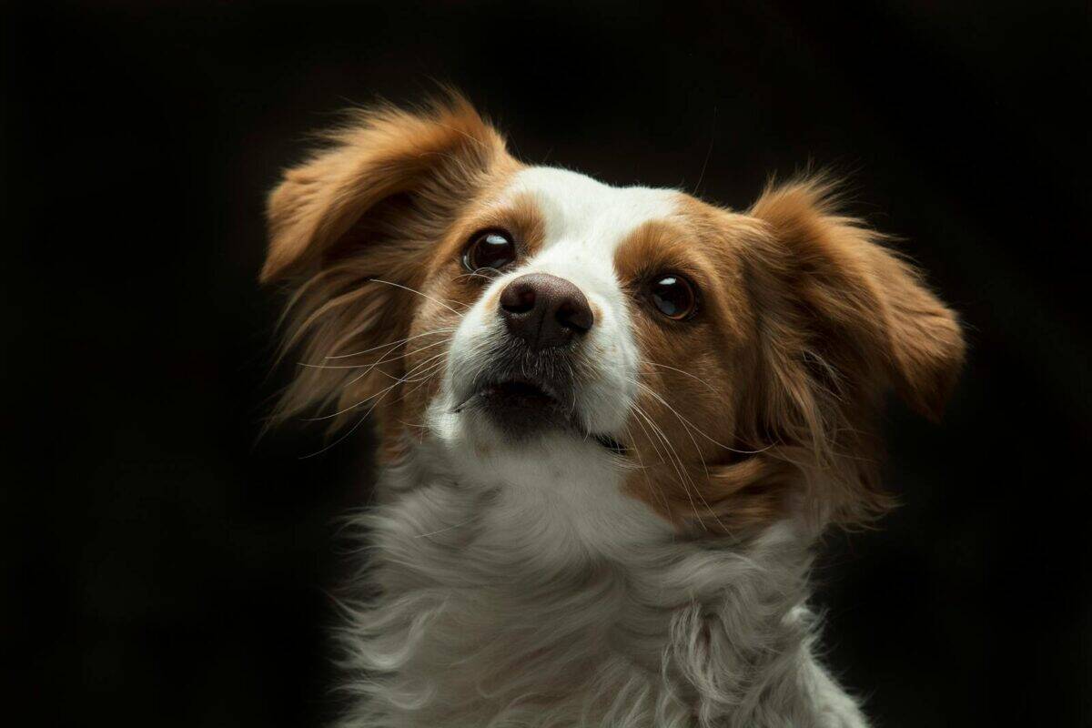 Captivating portrait of a cute Papillon puppy with fluffy fur, captured in a studio setting.