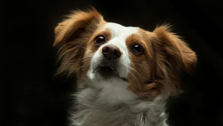 7 Things Your Dog Knows About You