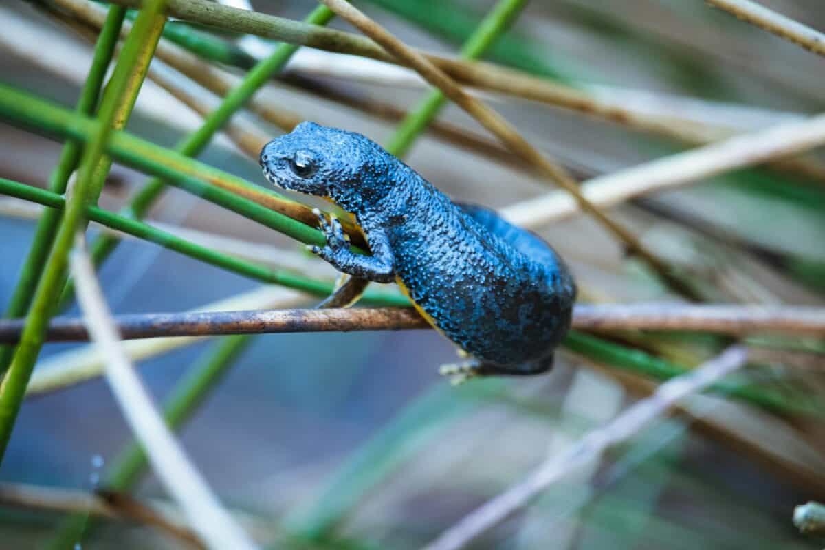 Close-up of a vibrant blue spotted salamander on a branch in natural habitat.
