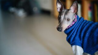 a dog wearing a blue sweater standing on a wooden floor
