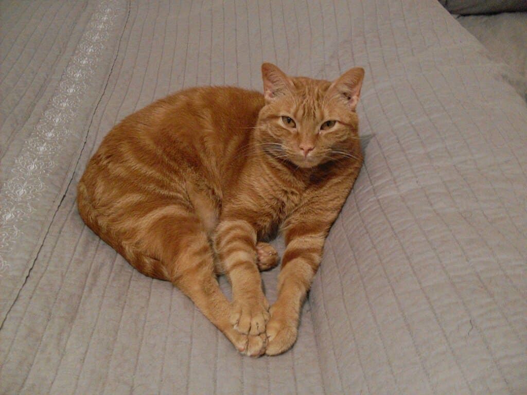 arabian mau