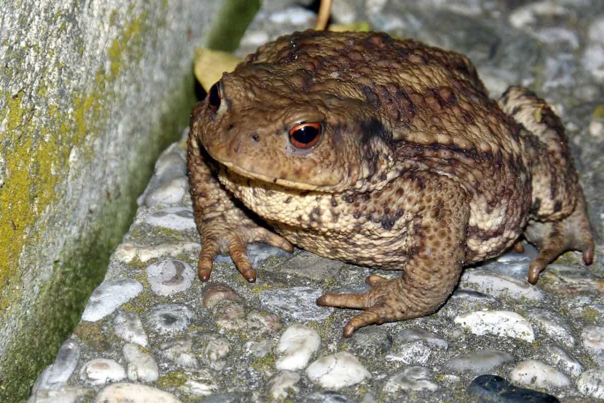 toad, common toad, warts, bufo bufo, toad, toad, toad, toad, toad