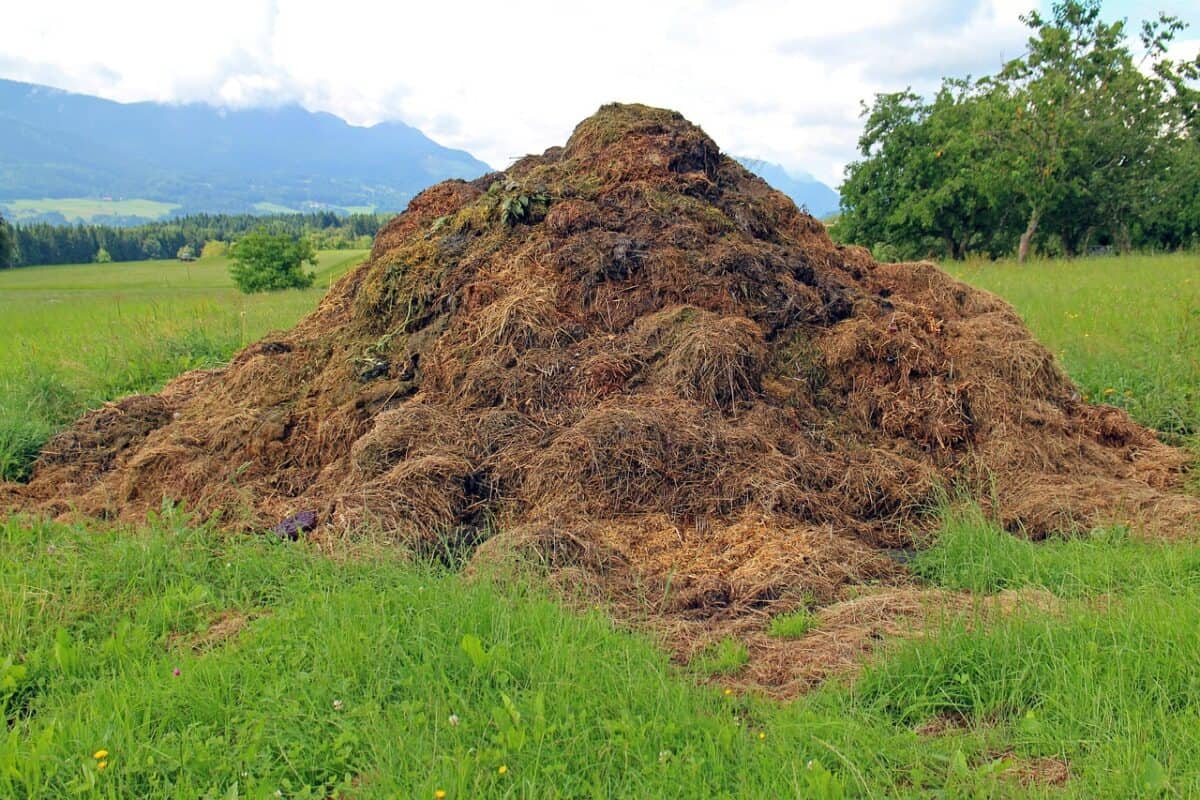 dung, compost heap, assembly point, damn, waste, farm yard, landscape, agriculture, dung, dung, dung, dung, dung, waste