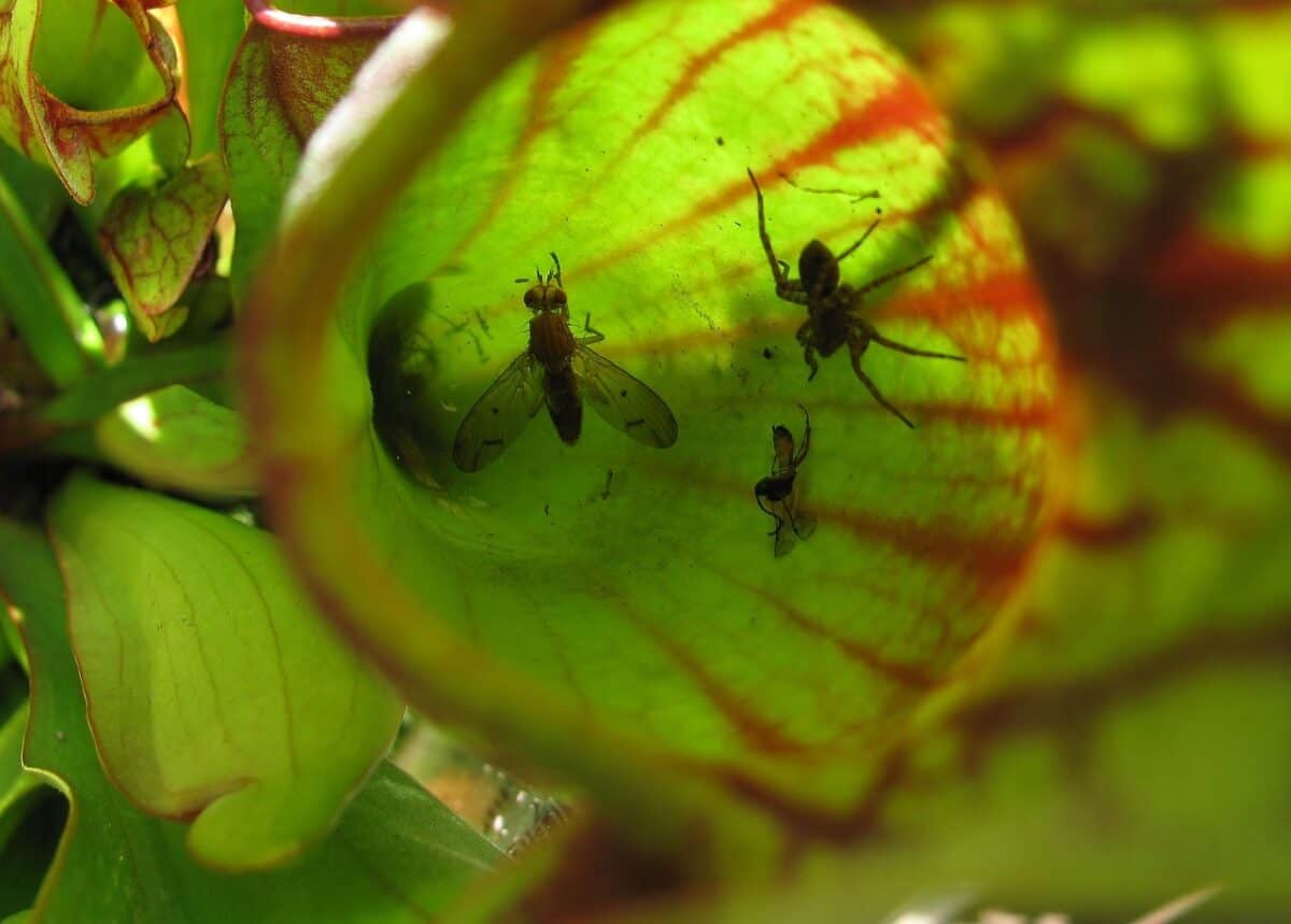pitcher plant, insects, food, pitcher plant, pitcher plant, pitcher plant, pitcher plant, pitcher plant