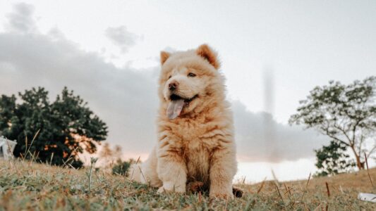 10 Dog Breeds That Are Too Fragile or Fiery for Families With Kids