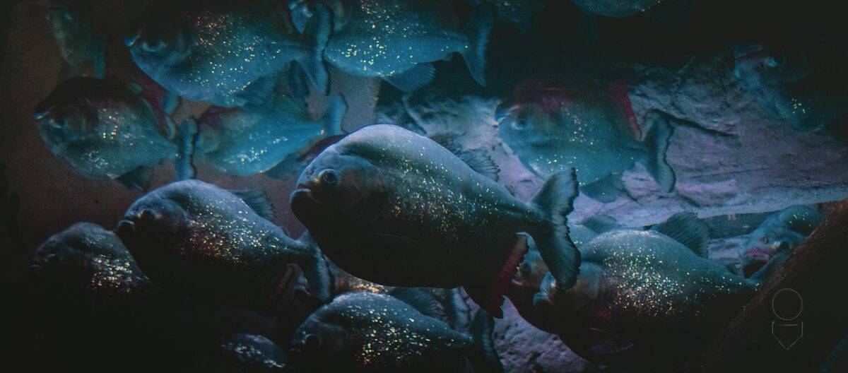 School of Piranhas