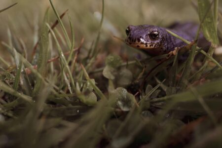 The Tiny Salamander of Kentucky That Can Breathe Through Its Skin
