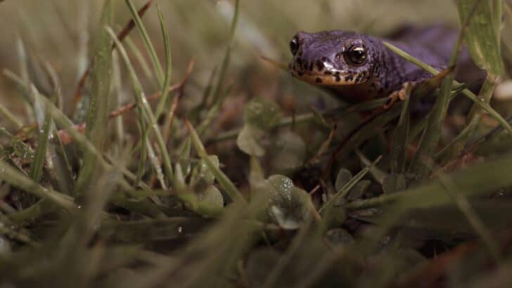 The Tiny Salamander of Kentucky That Can Breathe Through Its Skin