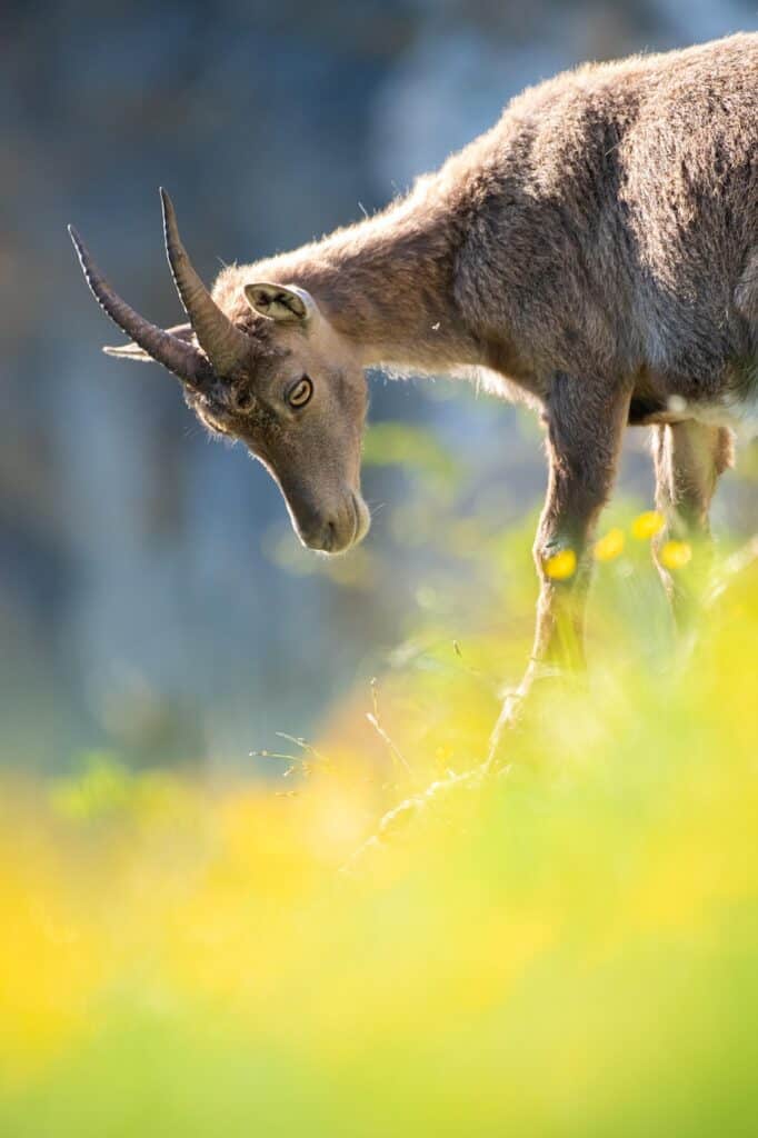 alpine ibex, mammal, animal, species, fauna, wildlife, wild animal, nature, alps, horns, alpine ibex, animal, animal, animal, animal, animal, wildlife, wildlife, wild animal, wild animal, alps, horns
