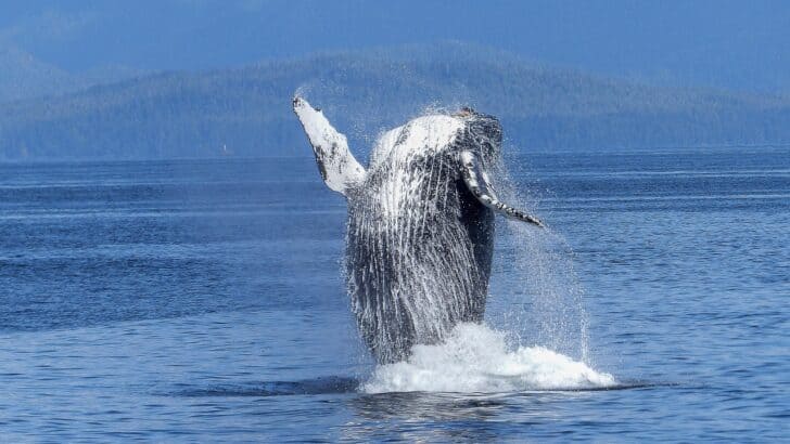 Top 10 Animals and Wildlife in British Columbia