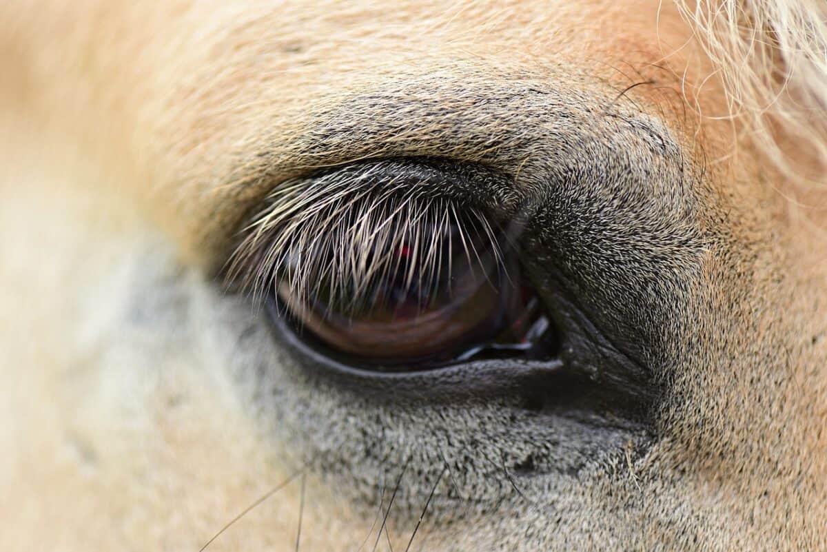 horse eye, vision, sight, lashes, animal, brown animals, brown horse, brown eye, brown vision, horse eye, horse eye, horse eye, nature, horse eye, horse eye, vision