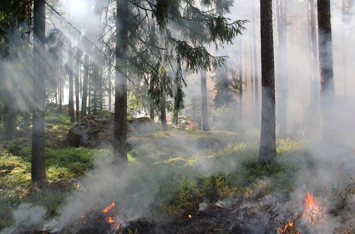 the ugly swamp, nature reserve, burning, fire, smoke, nature conservation burning, sweden, ash, forest fire, hot, forest, tree, nature conservation, fire, fire, fire, fire, fire, smoke, forest fire, forest fire, nature, forest fire