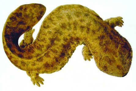 The Giant Salamanders of Appalachia are Some of the Oldest Creatures in America&rsquo;s Rivers