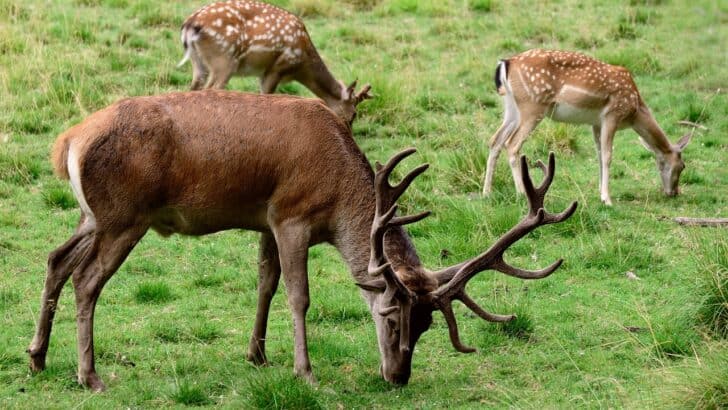 The Role of Deer in U.S. Hunting and Conservation