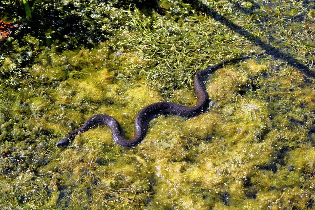 snake, water snake