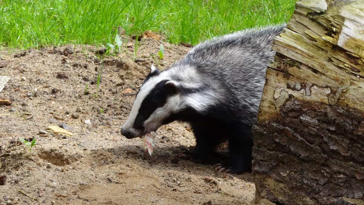badger, animal, badgers, forest, mammal, badger, badger, nature, badger, badger, badger