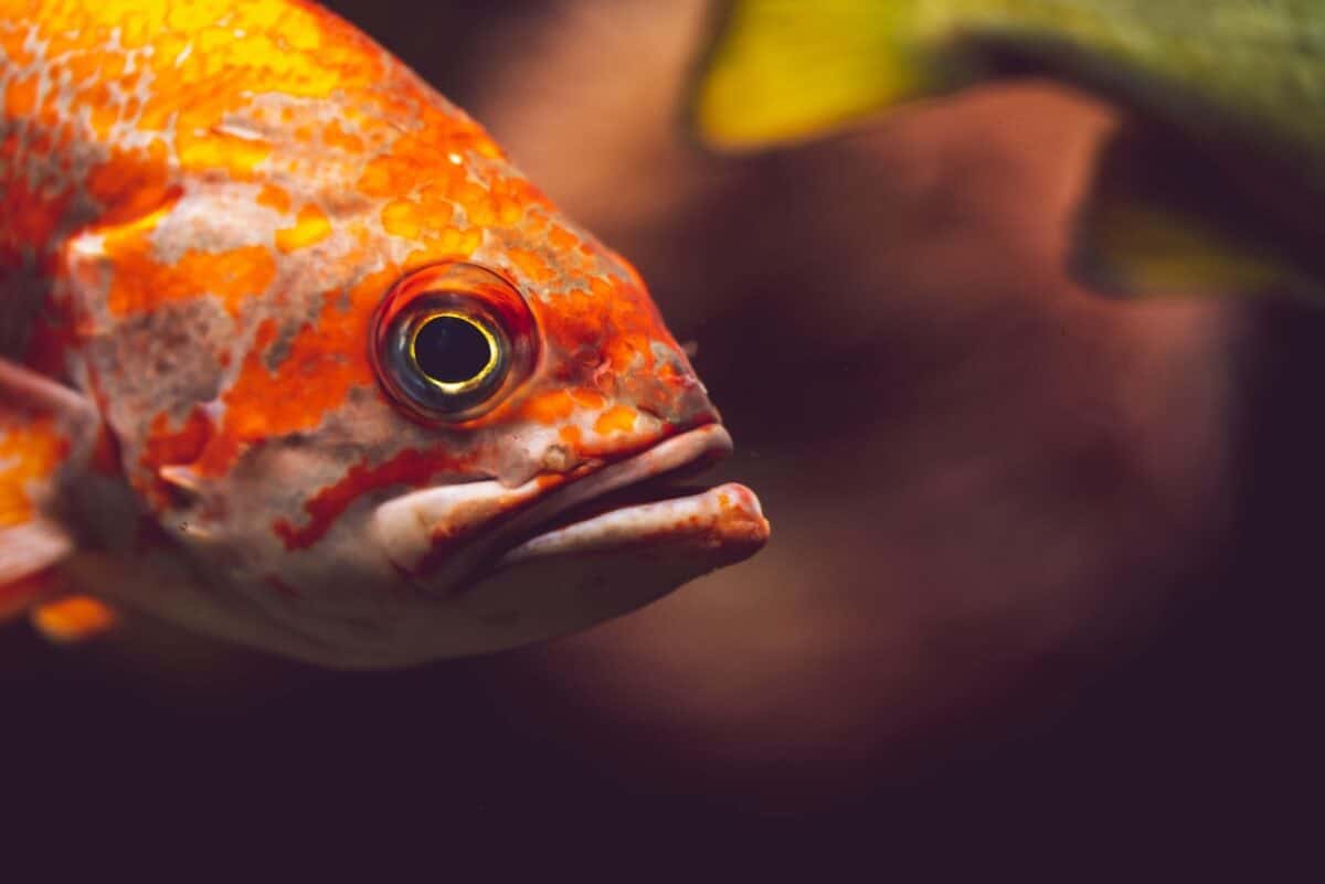 fish, water, nature, aquarium, rockfish, head, close up, eye, mouth, rockfish, rockfish, rockfish, rockfish, rockfish