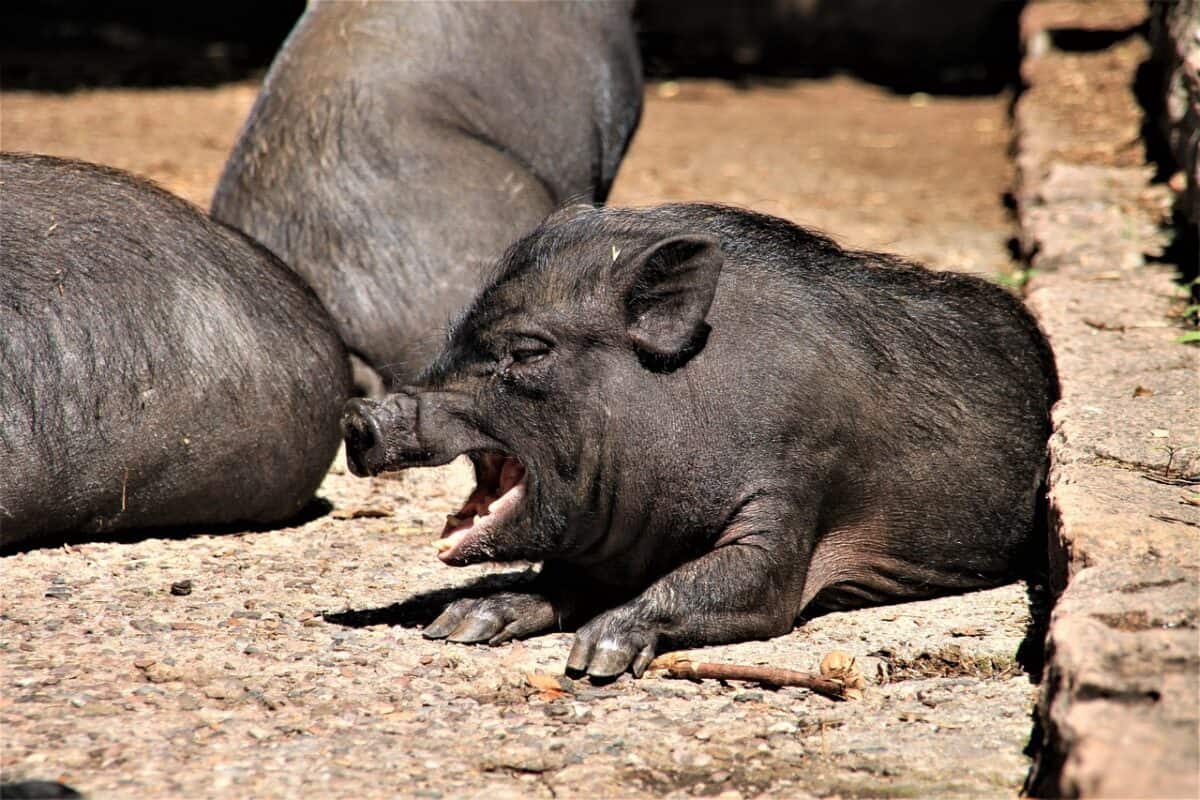 mini pig, pig, weary, yawning, relax, pair of ungulates, nature, wildlife, animal