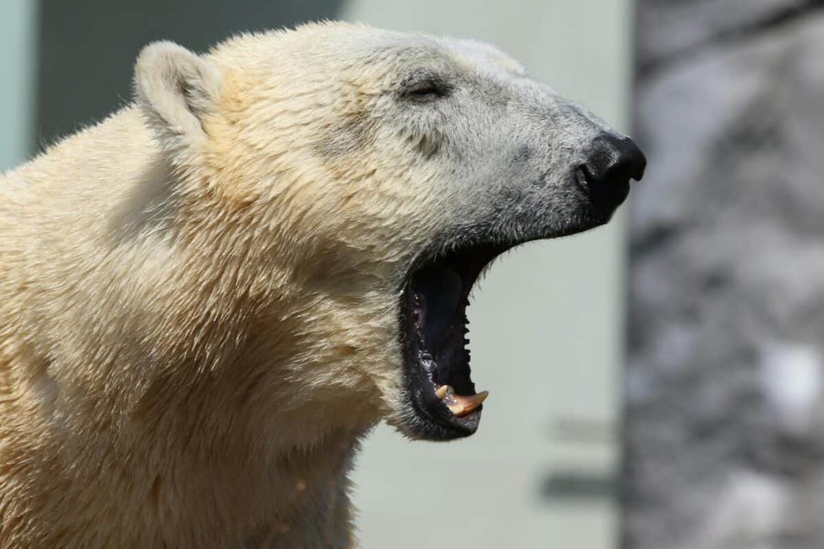 Close-up of a yawning polar bear captured at København Zoo.