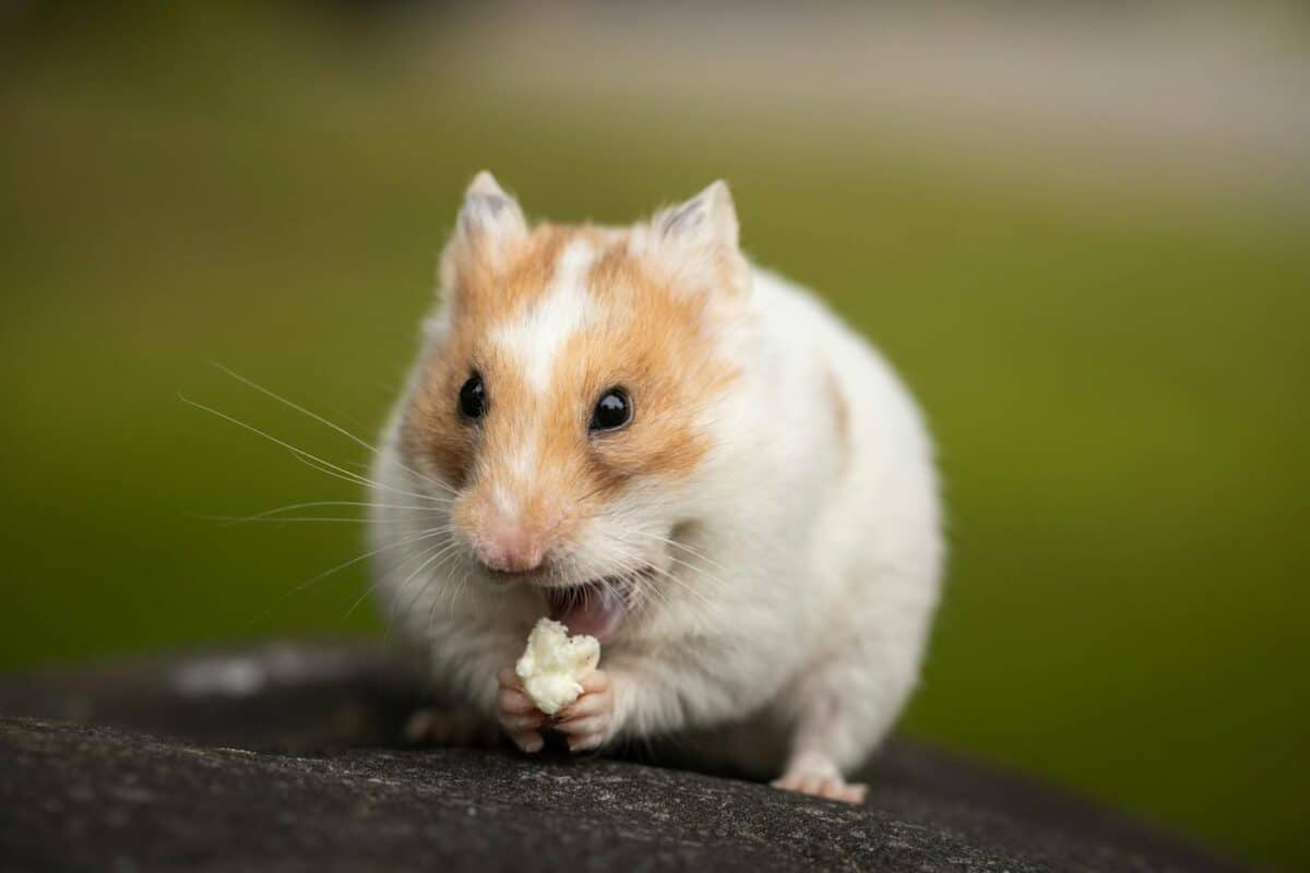 Close-up of a cute, fluffy hamster nibbling on food outdoors.