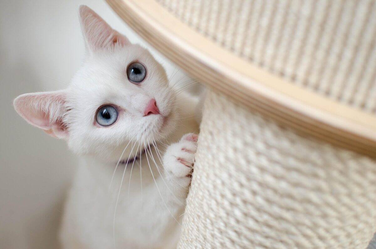 kitten, cat, pet, feline, animal, fur, kitty, domestic, domestic cat, nature, cat portrait, animal world, kitten, cat, cat, cat, cat, cat
