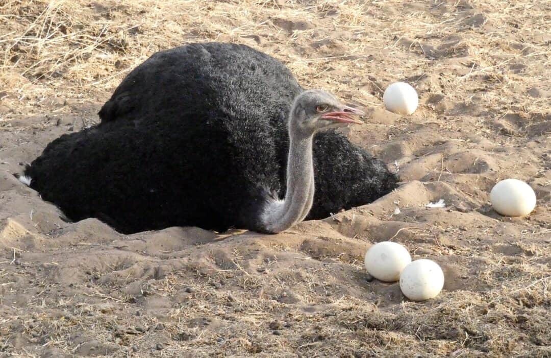 Steken struisvogels echt hun kop in het zand en waar komt die mythe
