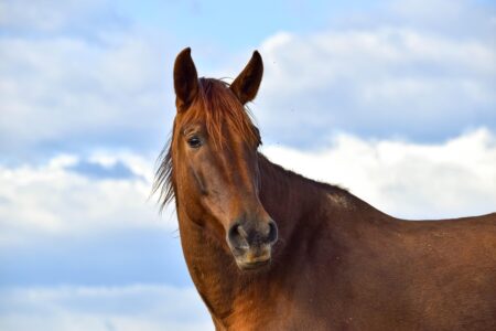 The Fastest Horse Breeds in the World — Ranked