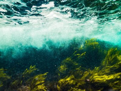 How Sea Otters Are Saving Kelp Forests