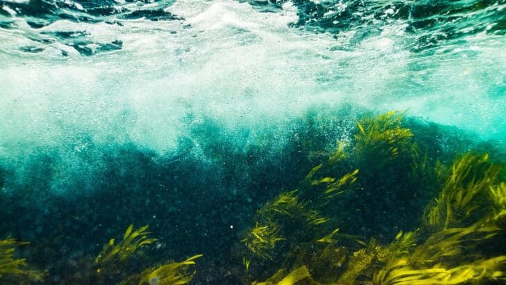 How Sea Otters Are Helping Restore Kelp Forests Along the Pacific Coast
