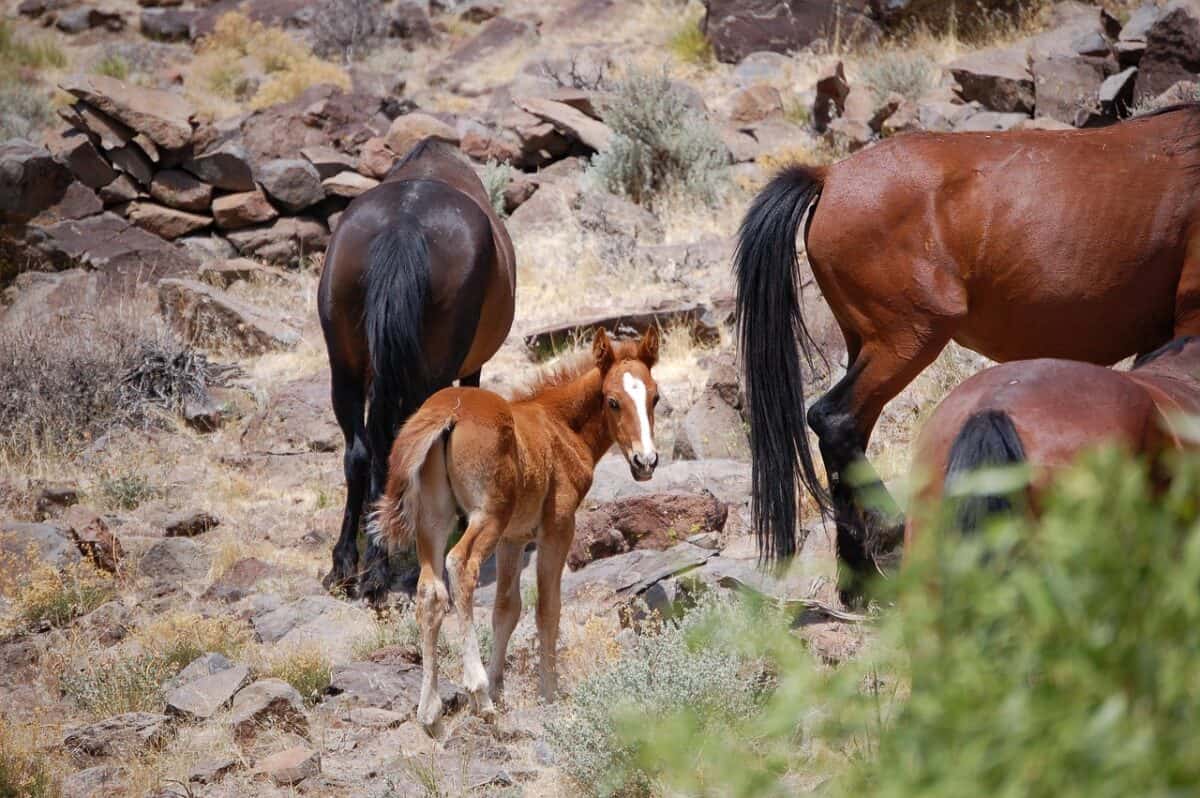 mustang, mustangs, horse, horses, wild, wild horses, west, animal, nature, equine, foal, colt, nevada