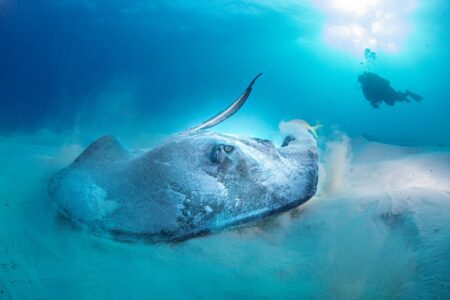 The Biggest Stingray Ever Caught in American Rivers