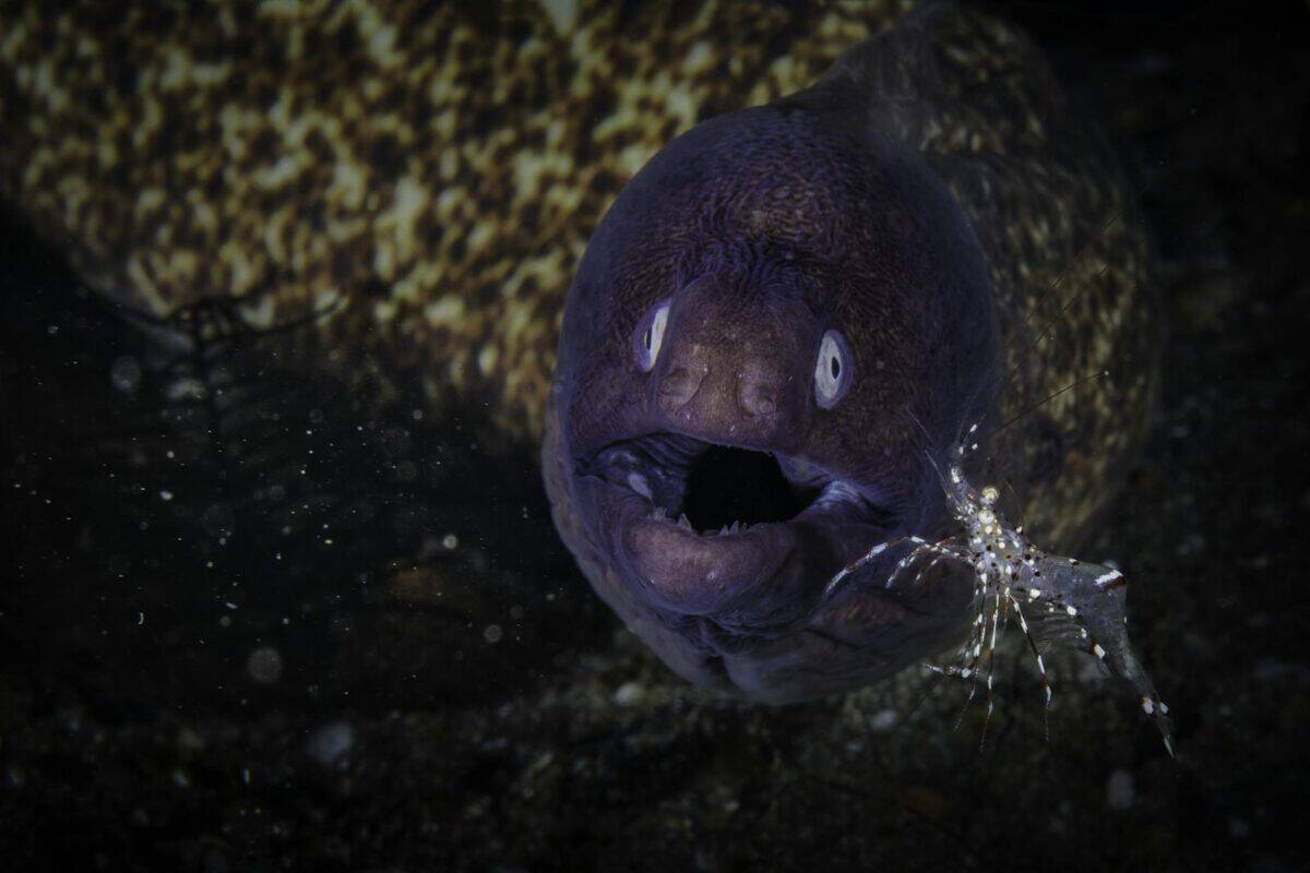 Close-up image of a moray eel underwater in Lipa showing its open mouth and sharp teeth.