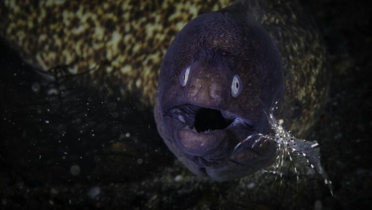 Electric Eels Can Stun Their Prey From a Distance, But They Also Use Electricity to Communicate