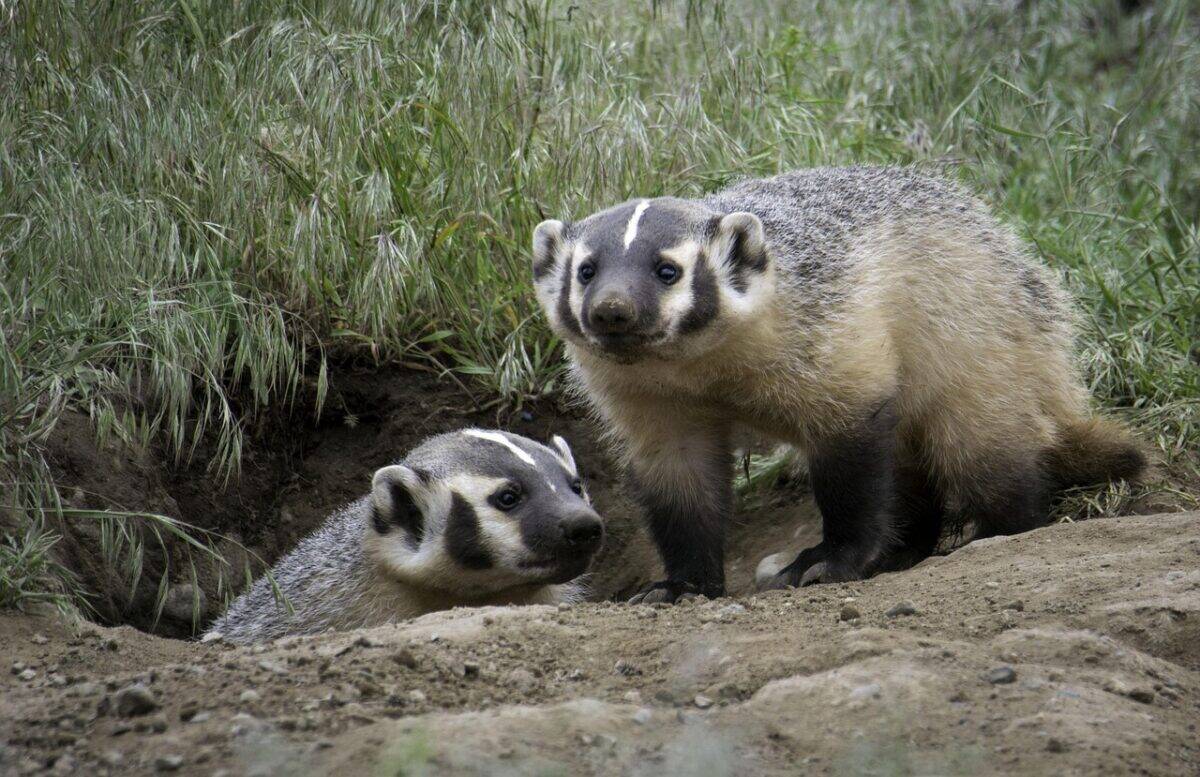 badger, family, nature, wilderness, young, mammal, badger, badger, badger, badger, badger