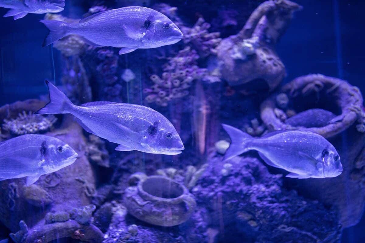the fish, fish, sea, ocean, that, swim, gill, nature, underwater, animal, animals, beautiful, pattern, tropical, aquarium, fish, underwater, underwater, underwater, underwater, underwater, aquarium